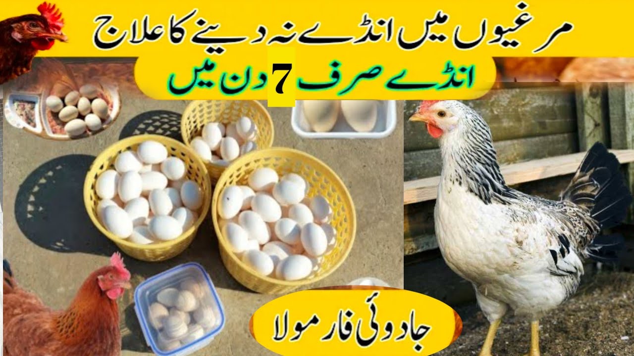 How to Enhance Hens Eggs Production / Morgi Anda Na De To Kya Karen?