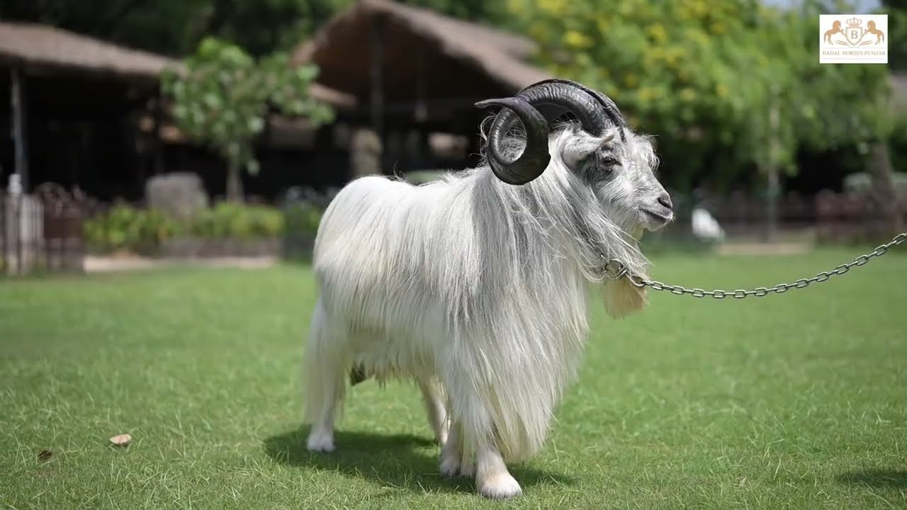 3 Unique Breed Sheep