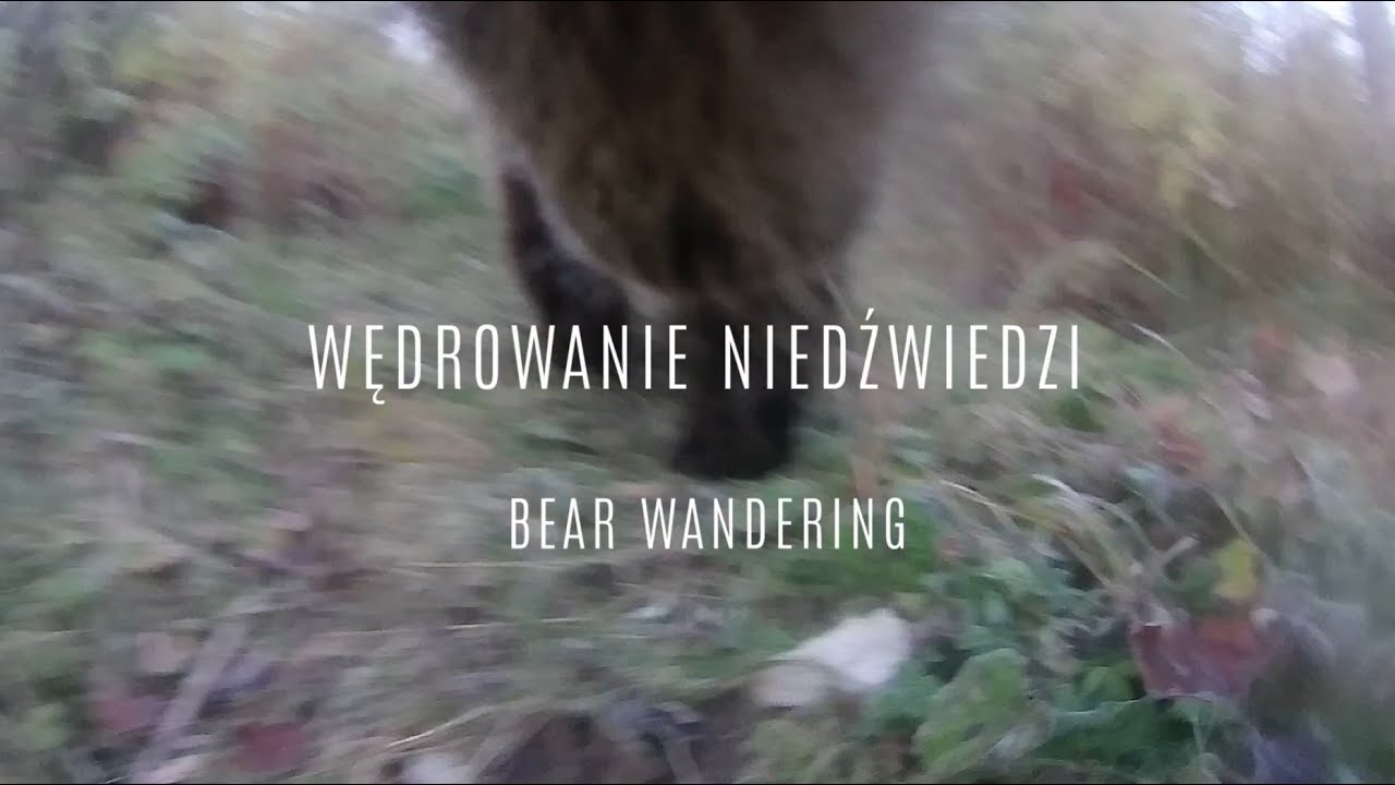 Wędrówki niedźwiedzi. TPN | LECA | Niezwykłe zdjęcia z perspektywy niedźwiedzi w Tatrach