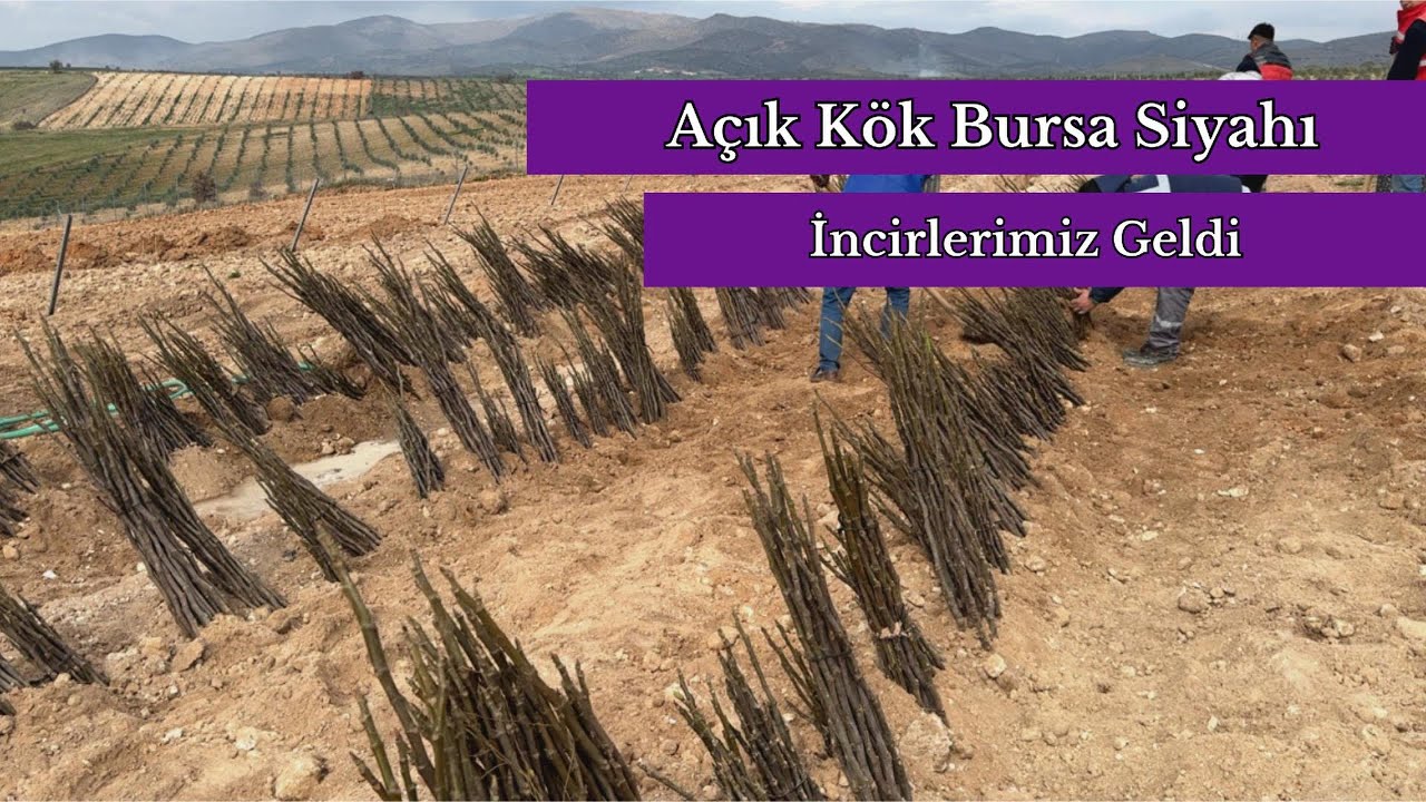 BAHÇEMİZİ BÜYÜTÜYORUZ #incir