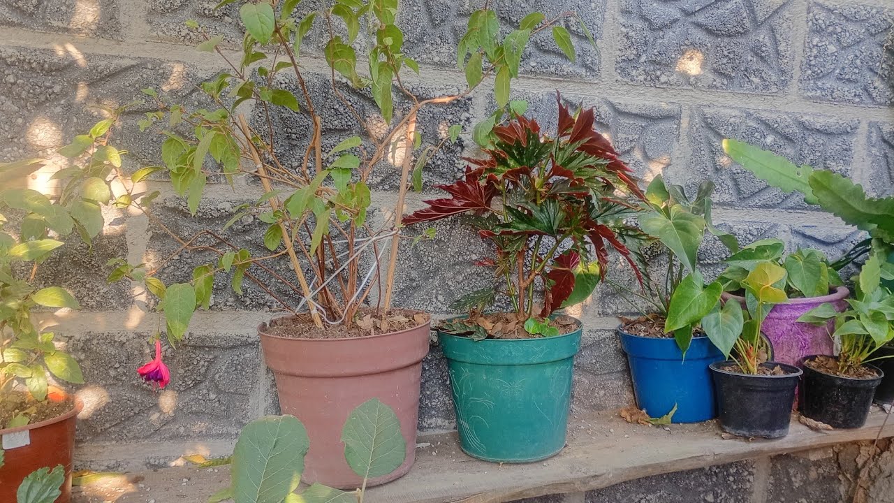 Trasplante variado 