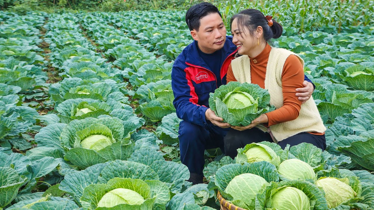 Couple Harvests Cabbage — From Field to Market to a Warm Family Meal