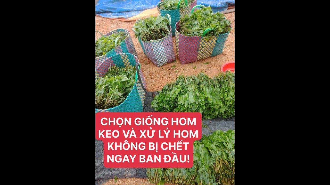 CÁCH CHỌN GIỐNG HOM KEO VÀ CÁCH XỬ LÝ KHÔNG BỊ CHẾT HOM KHI CẮM BẦU!