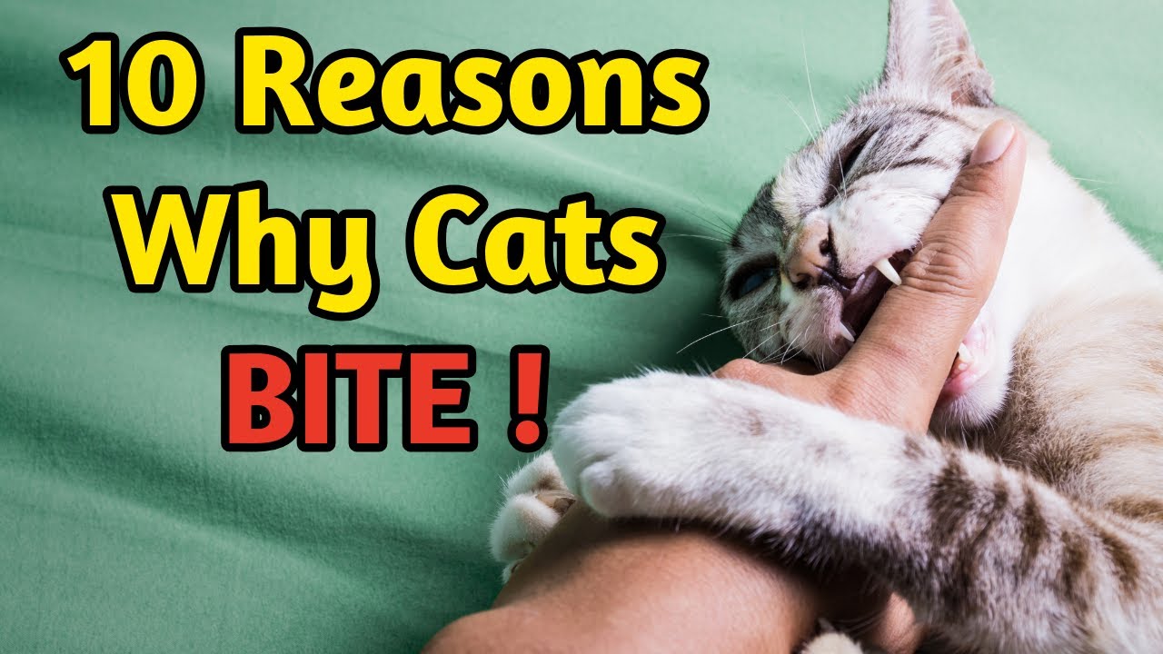 10 причин, по которым кошки кусают своих хозяев
