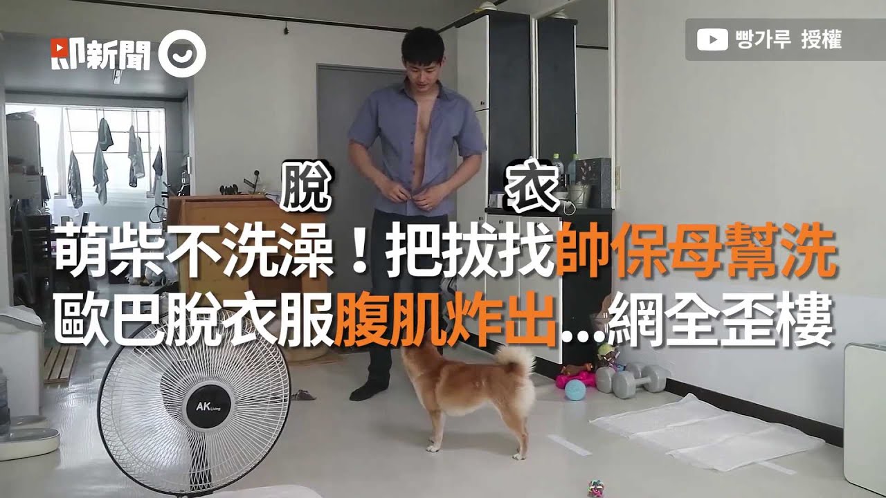 萌柴犬不洗澡！狗爸找帥保母...歐巴脫衣服炸出腹肌 網友全歪樓｜寵物｜狗狗