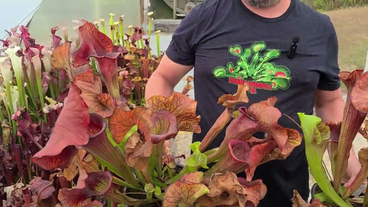 Matt's Sarracenia Pitcher Plant Collection Tour - September 19, 2025