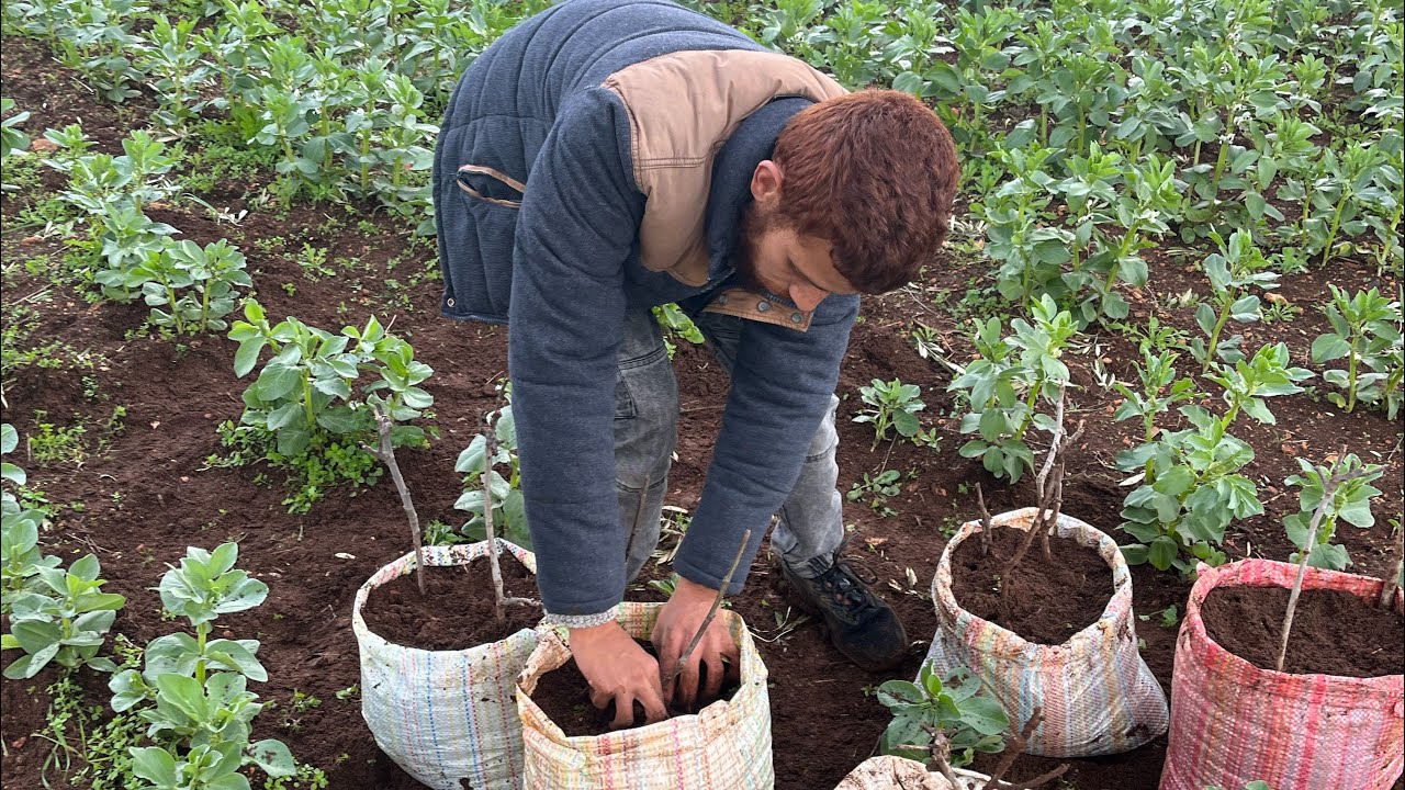 لايف مباشر 🌧️ أجواء الشتاء وزراعة التين… تبارك الله على خيرات الأرض
