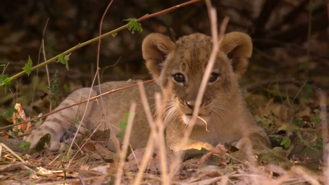 Africas Hunters S1E1 | The Hungry Leopard Fighting to Keep Her Territory