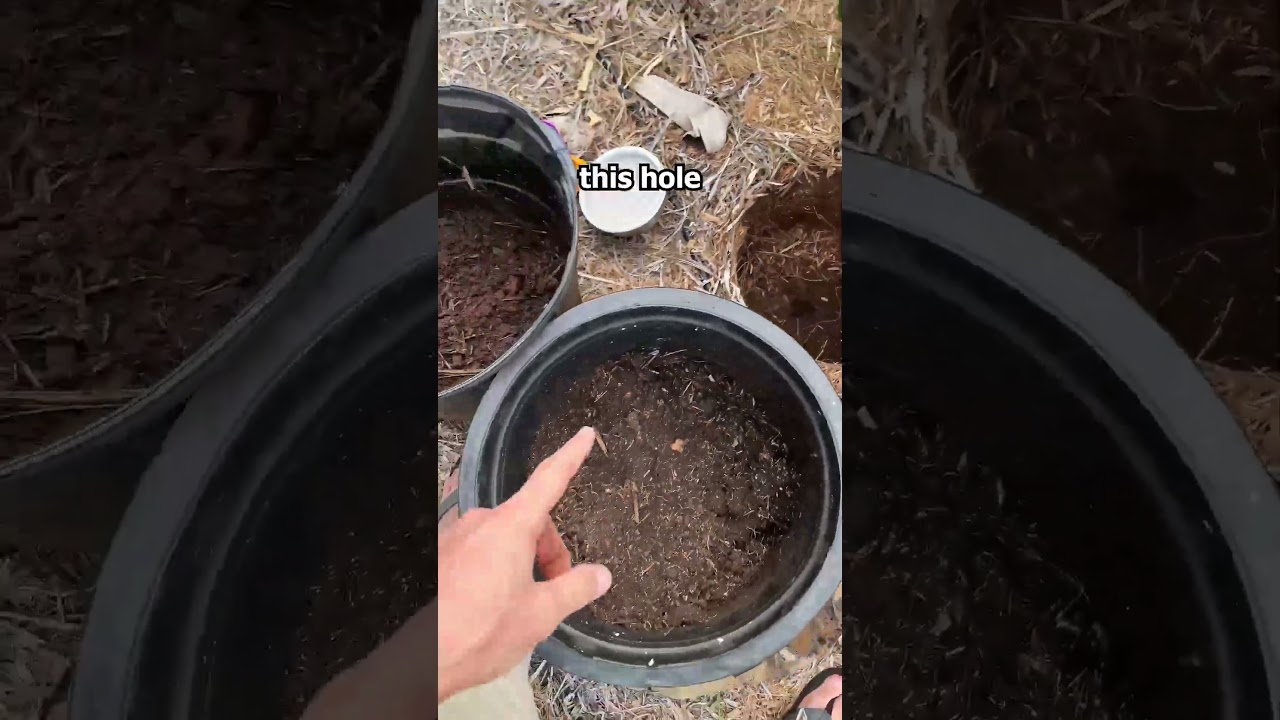 Worm Farm Update: Where Did the Worms Go? #shorts #wormfarm #wormfarming #vermicast #vermicompost