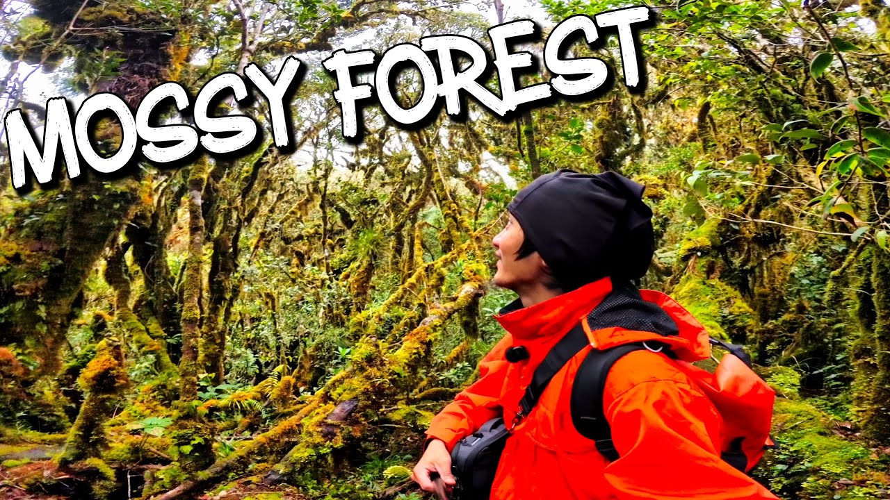 Moto Adventure Papuntang Mossy Forest | Ambulalakaw Lake
