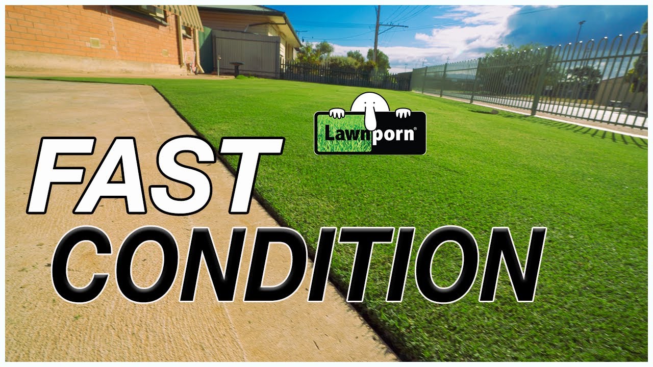 How to QUICKLY IMPROVE LAWN // Quick Results with Liquid Feeds