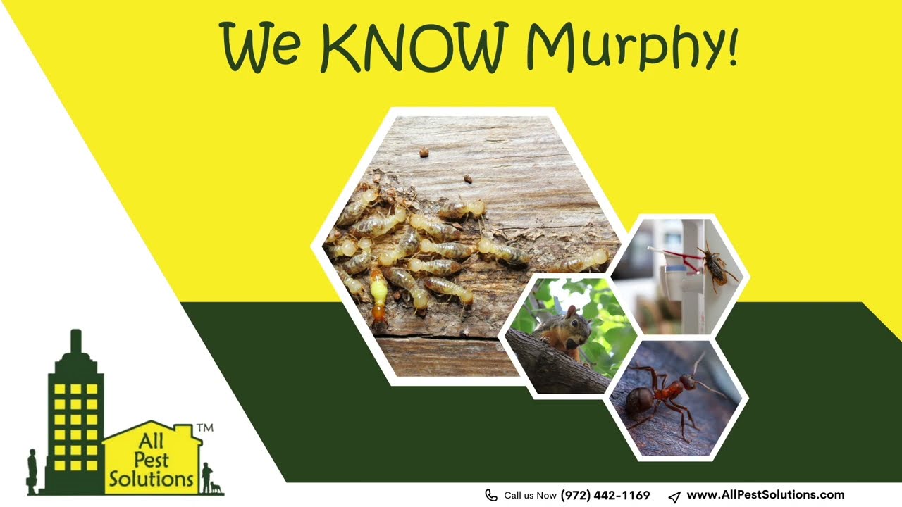 Termite Treatment Murphy Tx - All Pest Solutions