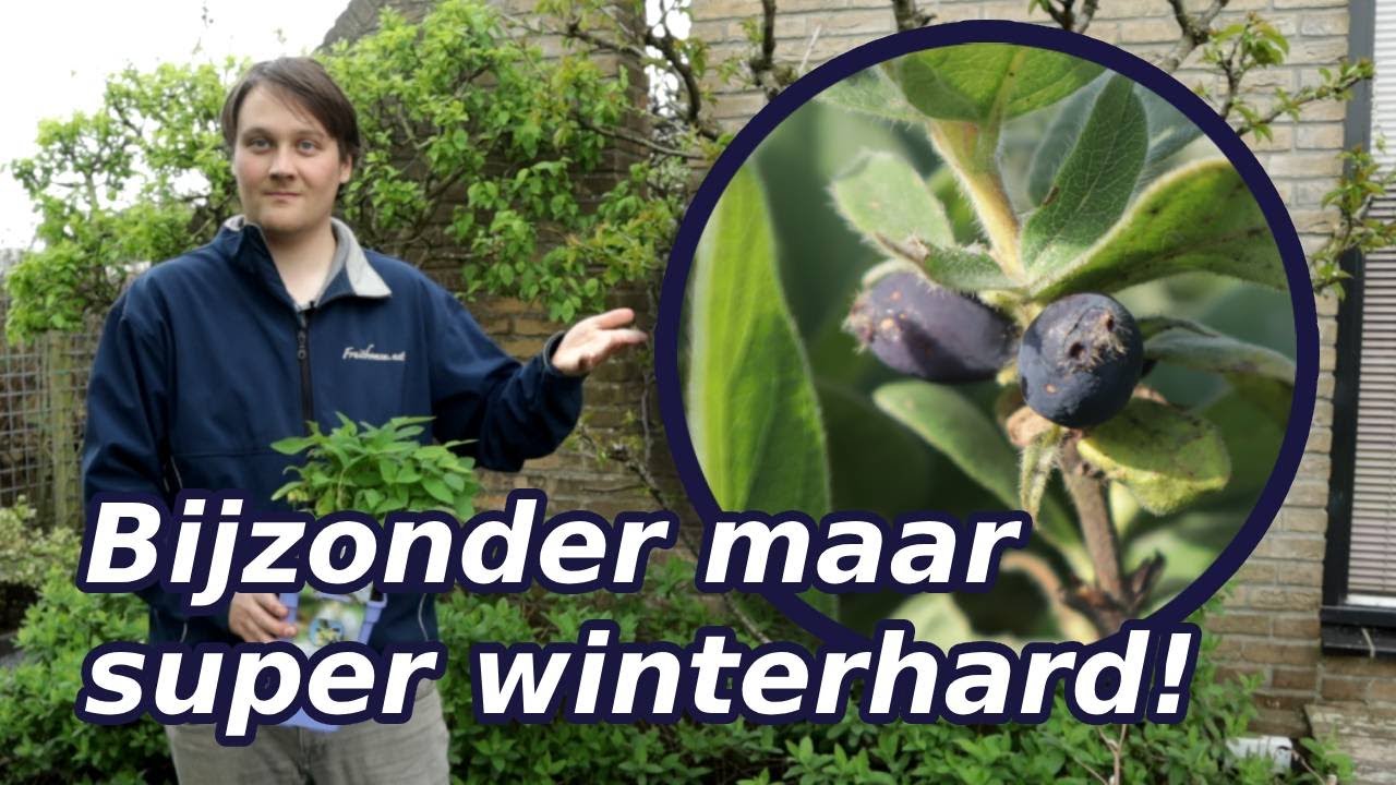 Bijzondere winterharde fruitsoort: Honingbes Duet