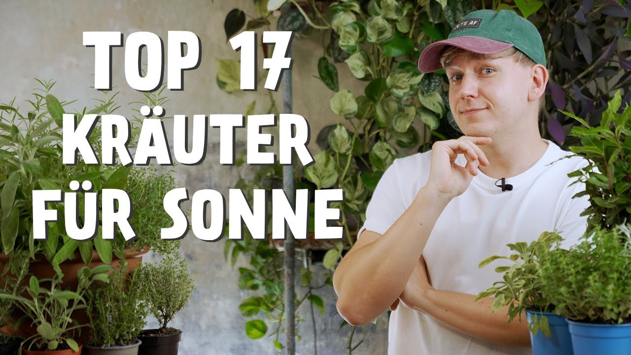 17 Sonnenkräuter, die (fast) von allein wachsen 🌿☀️