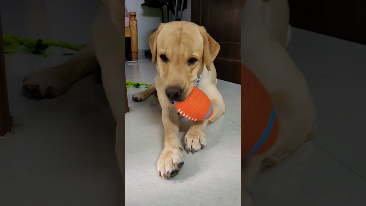 This toy can survive all the chew #labrador #dog #chew #ytshort #subscribe #share#viral #amazon#199
