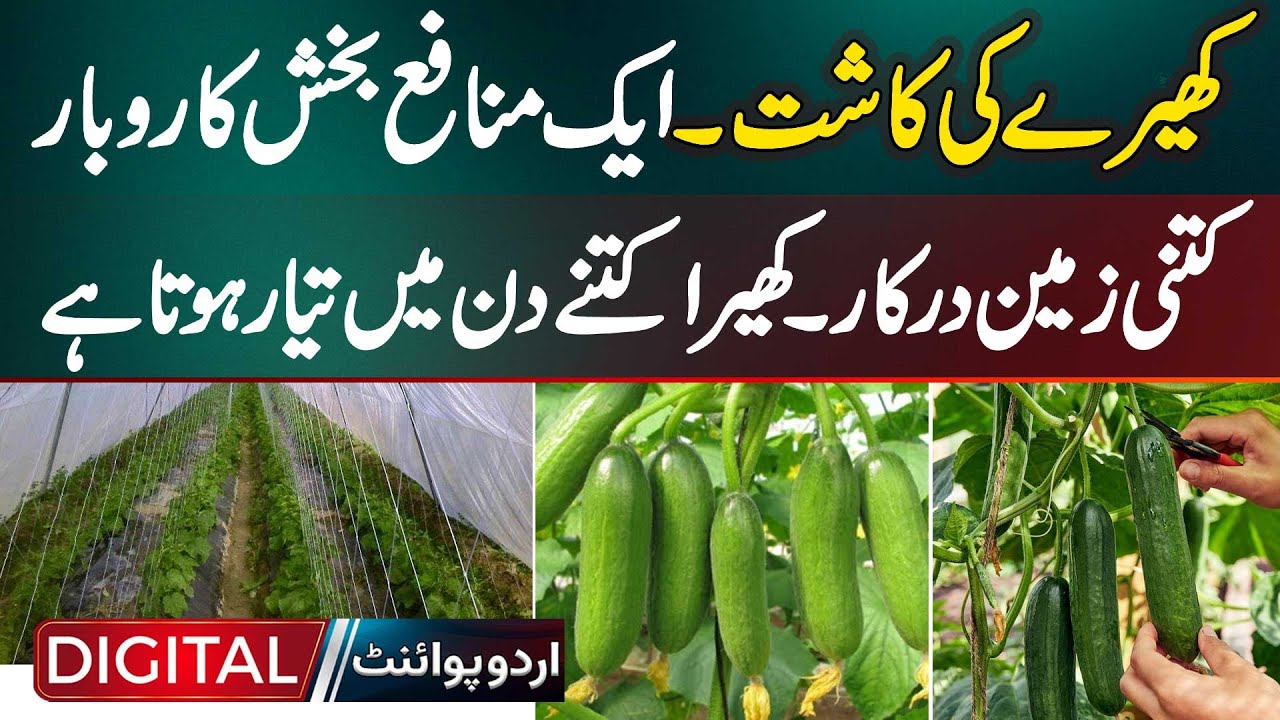 Cucumber Cultivation - Profitable Business - How Much Land Is Required? Complete Details
