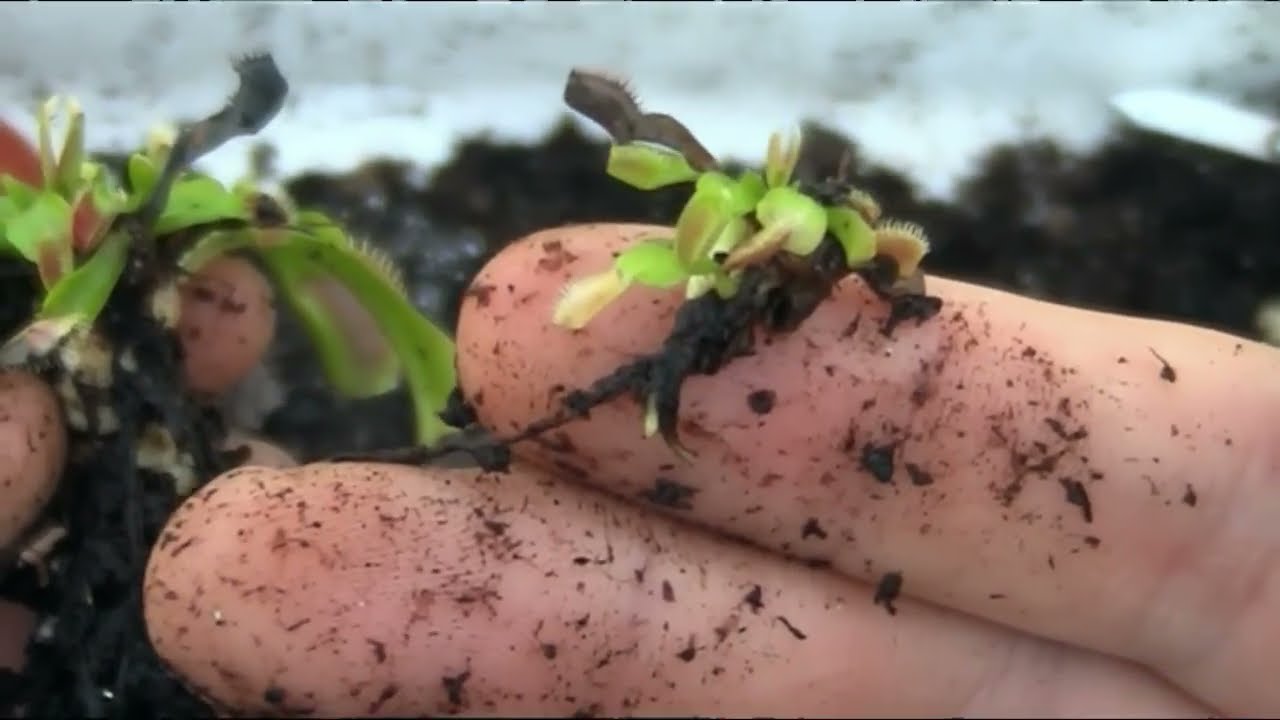 Plantel de Dionaea muscipula