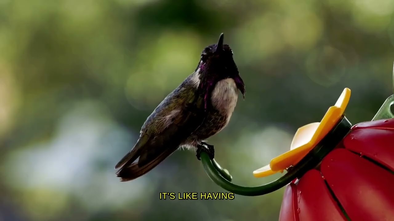 Hummingbird Secrets Revealed! 🤯 Tiny Wings, HUGE Power!