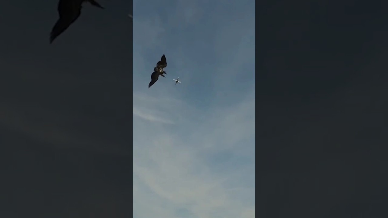 Eagle 🦅 Vs Drone 🚁 | Eagle Catched Drone