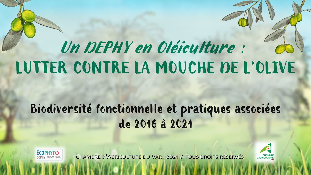 Lutter contre la mouche de l'olive, biodiversité fonctionnelle et pratiques associées de 2016 à 2021