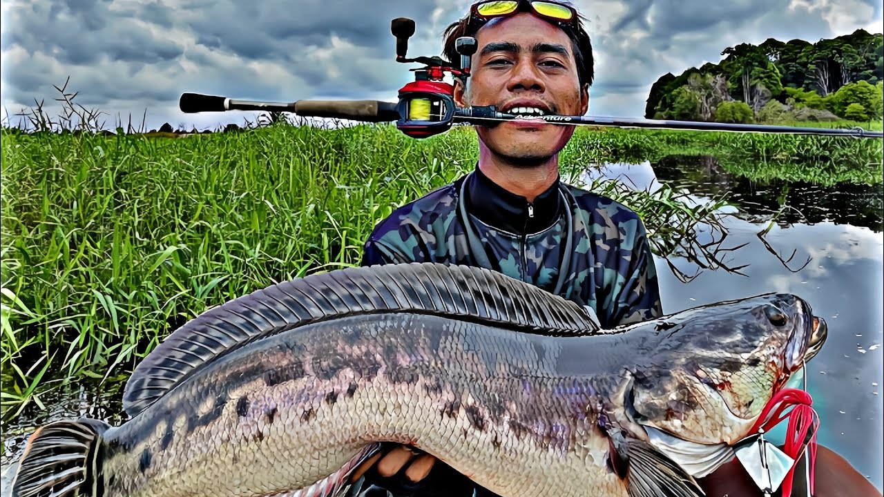 SAMBARAN IKAN TOMAN MONSTER 😱 