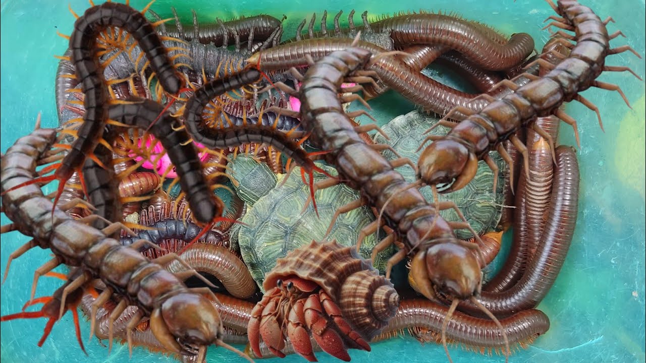 Menemukan Bekicot Pelangi, Kerang Laut,Kerang, Kelomang,kaki Seribu, Penyu,Luwing, Lipan,Katak