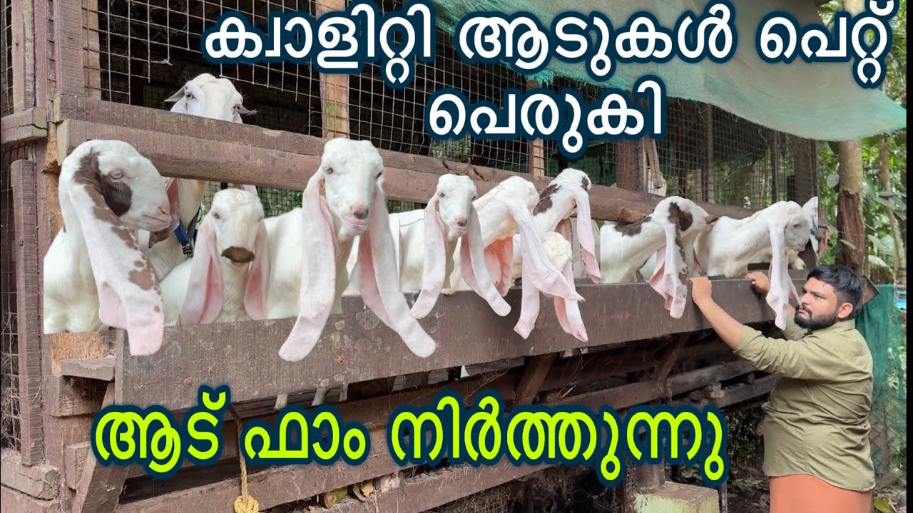 യുവകർഷകന്റെ ആടുകളെ സ്വന്തമാക്കാം goat farming malayalam