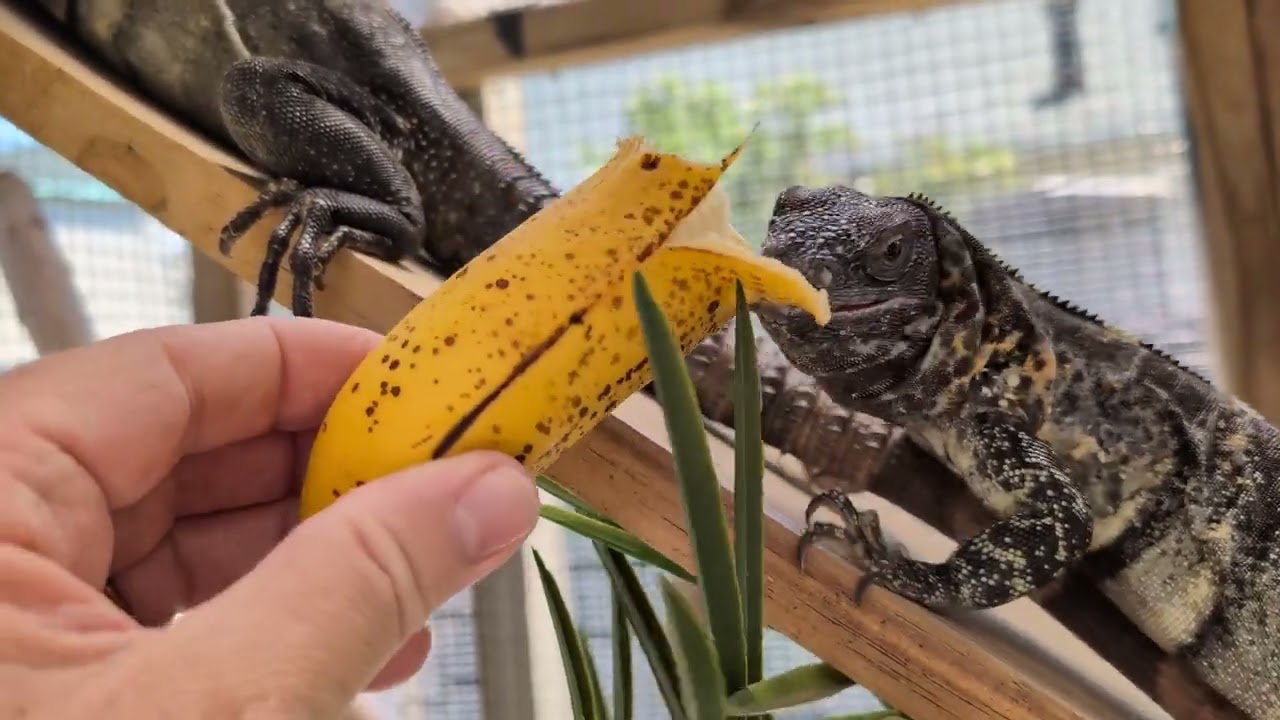 Banana treat for Mexican Spiny Tail iguanas, known as Banana Pectinata!