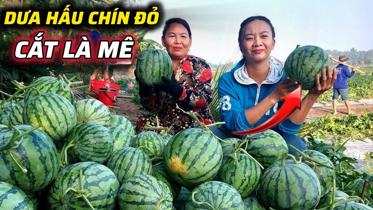 Trúng Mùa Dưa Hấu Khủng P2 Thu Hoạch Không Kịp -  Lợi  TV