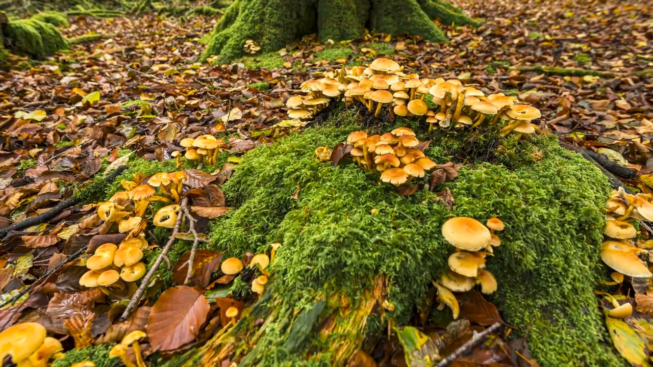 Golden Waxcup fungi