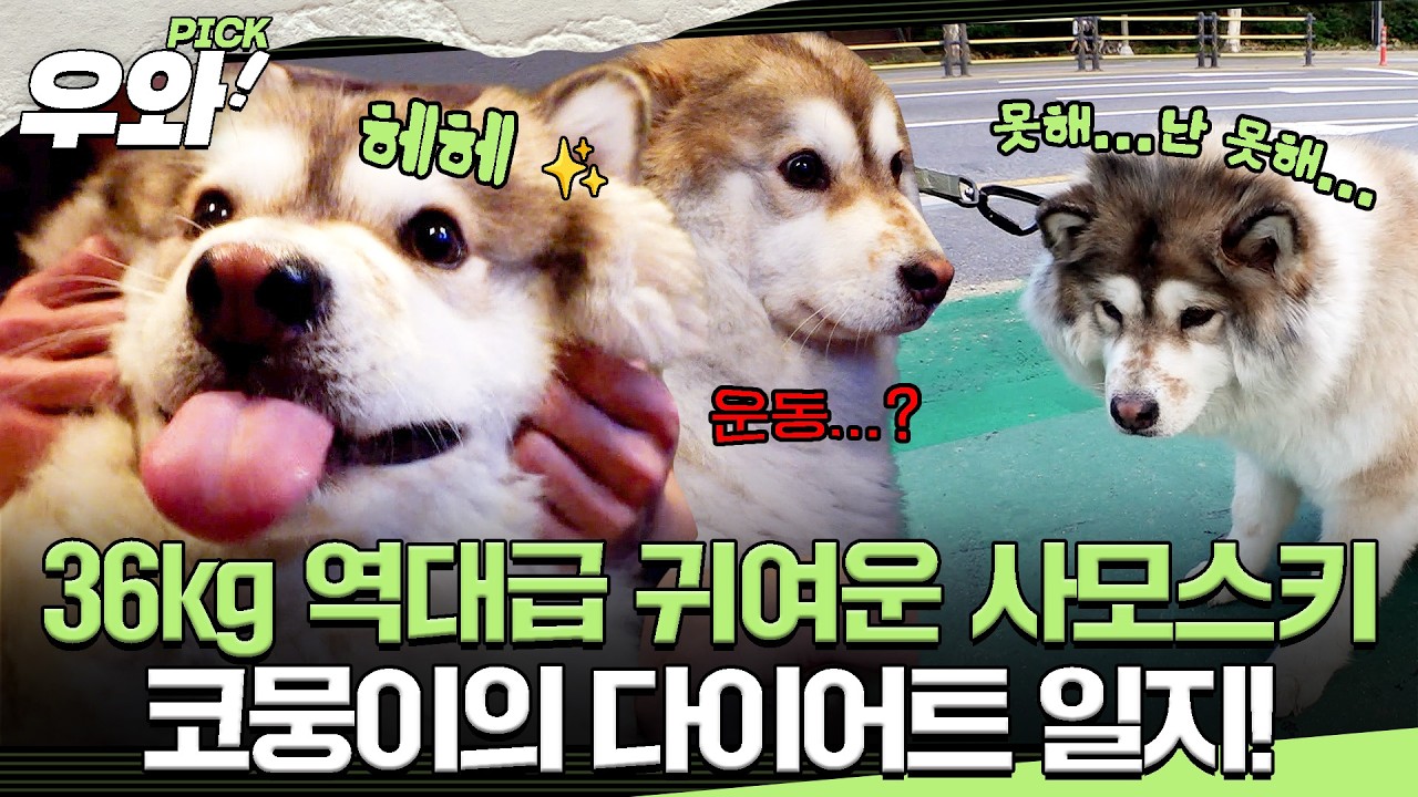 [⭐‍️#우와픽] 왕!크니까 왕!귀여운 초고도비만 사모스키 코뭉이! 다이어트를 위한 특단의 조치💪🔥 #TV동물농장 #우와한비디오 #우와비