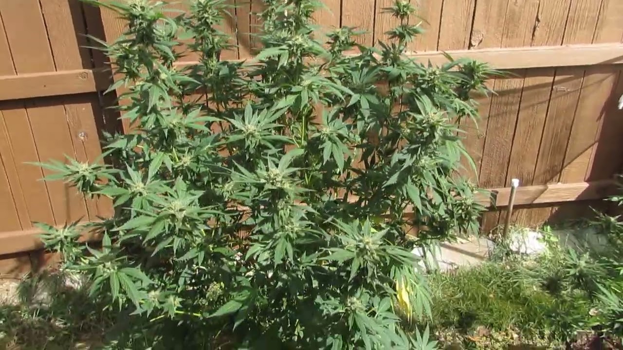 September Bloom: Mountain Cannabis in Full Flower