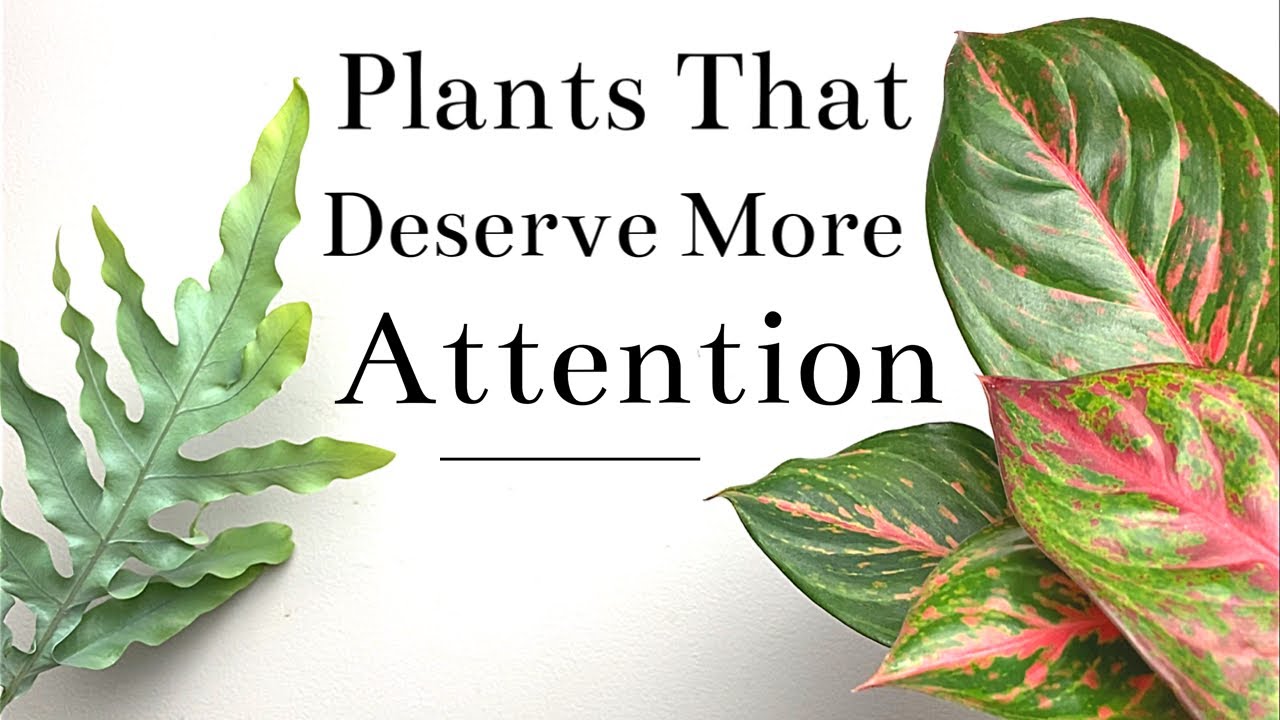Plants That I Think Deserve More Attention