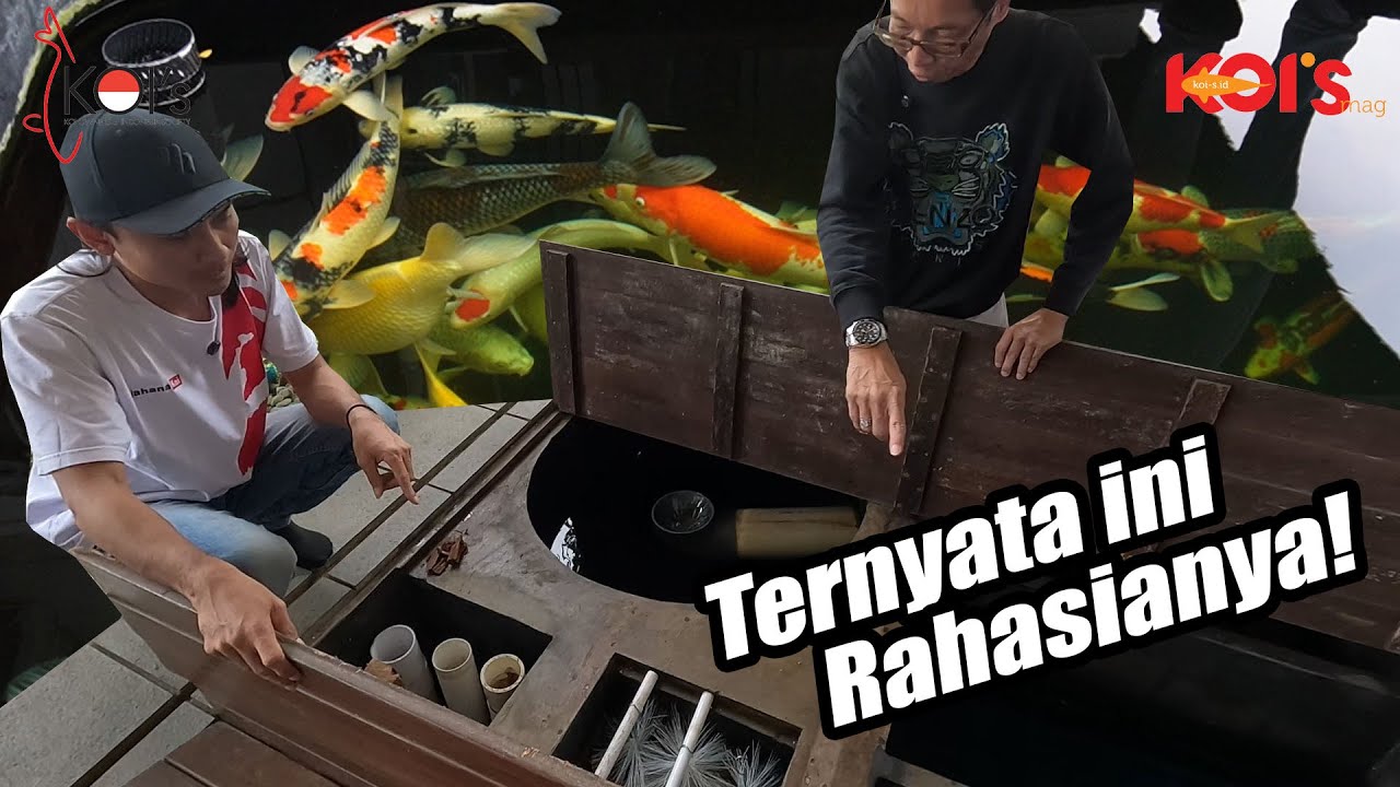 Rahasia Kolam Koi Jernih Isi Padat Dengan Filter 30%