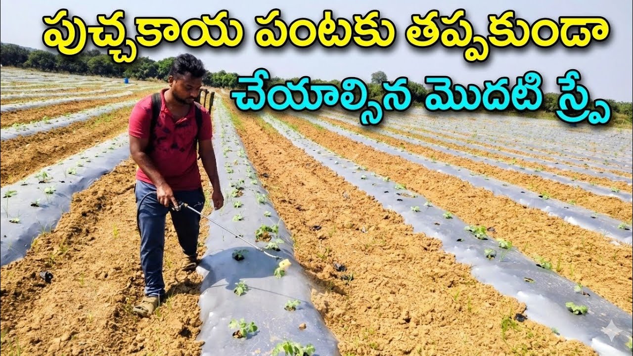 పుచ్చ పంటలో మొదటి మందుల స్ప్రే చాలా జాగ్రత్తగా చేయవలసిన స్ప్రేFirst spray in watermelon||AGRI GURU||