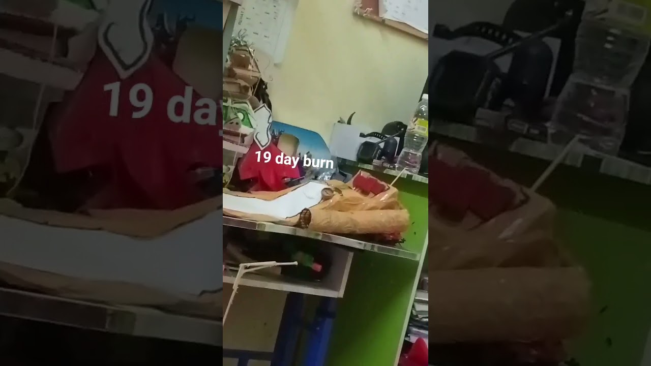 zozobra 2025 19 day burn him