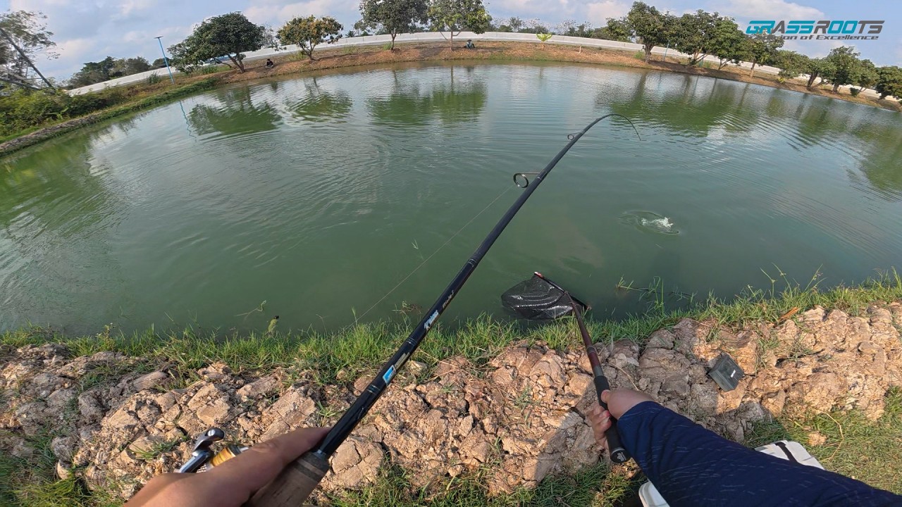 Затерянный морской окунь, эпизод 37 | Шведский стол из более чем 80 морских окуней! Чудо, что мы ...