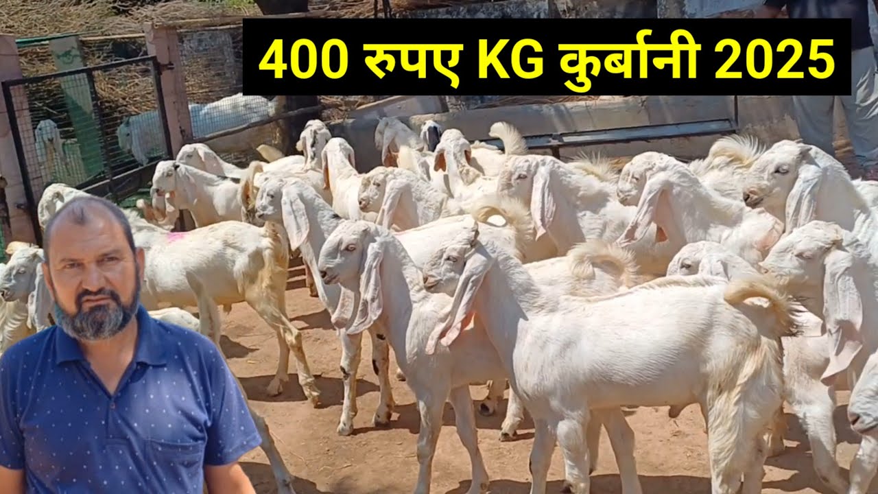 400 रुपए सस्ते क्वालिटी सोजत गुलाबी बकरे | शेरू भाई रायपुर पाली राजस्थान | @EGPShorts