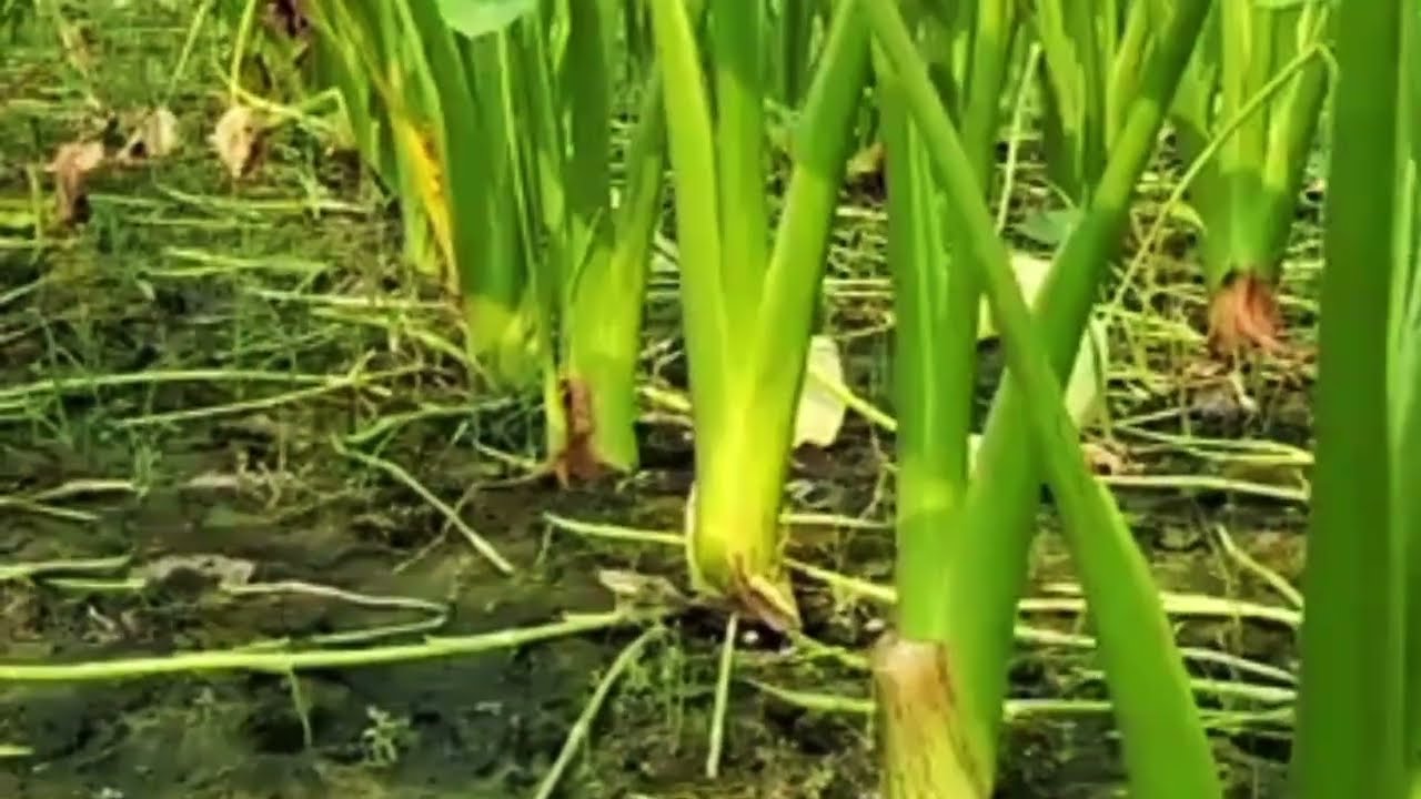 একটি জাত বাংলাদেশে লতি কচুবাড়ির এক agriculture এই জাত চাষ করলে সফলতা পাবেন সবাই বেঁচে এই জাত কয়ে দ