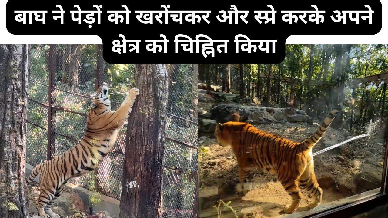 बाघ ने पेड़ों को खरोंचकर और स्प्रे करके अपने क्षेत्र को चिह्नित किया @Road Runner Star