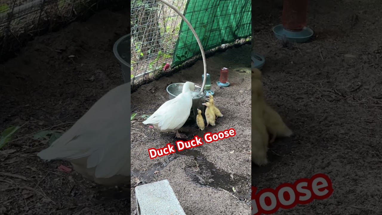Learning to clean their beaks 