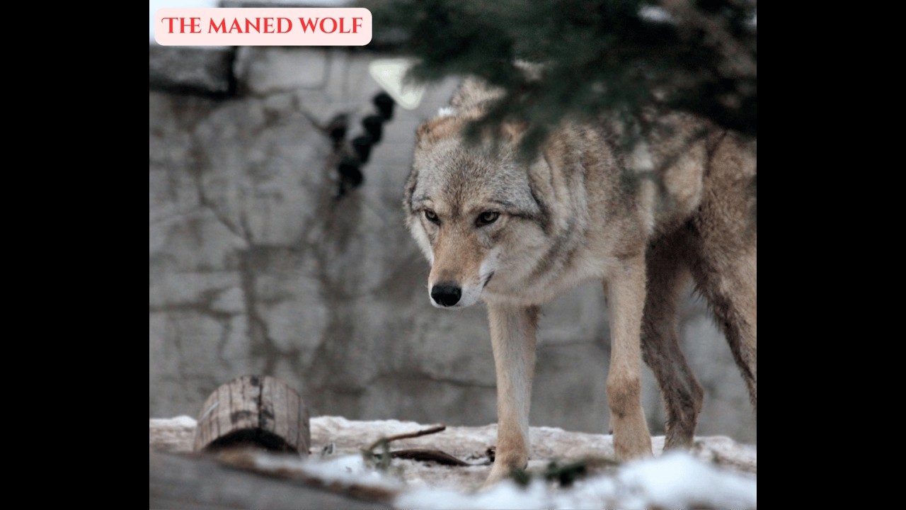 The Maned Wolf: The tall shadow of the grassland