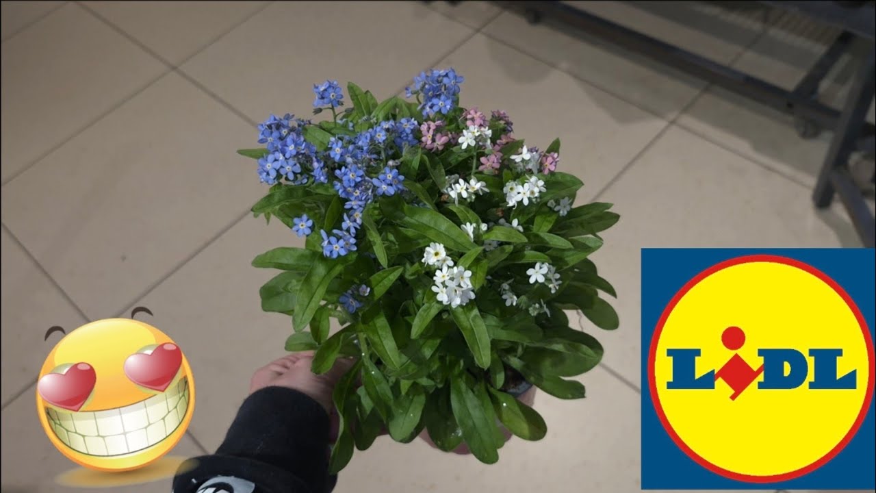 Магазин Lidl появится в продаже 20 марта 2026 года.