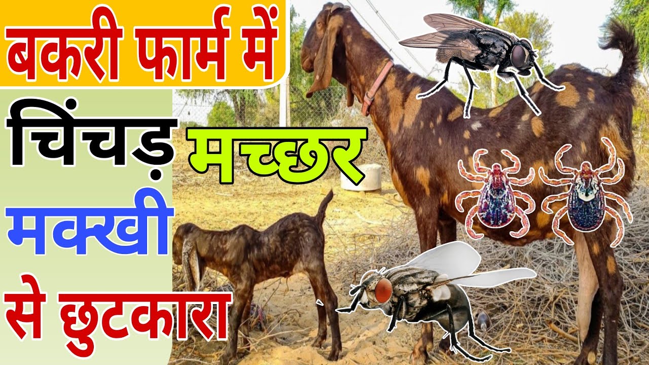बकरी को चिचड़ मच्छर मक्खी कटते है क्या करें  || Ticks Mosquito & Housefly Bite to Goat what to Do ||