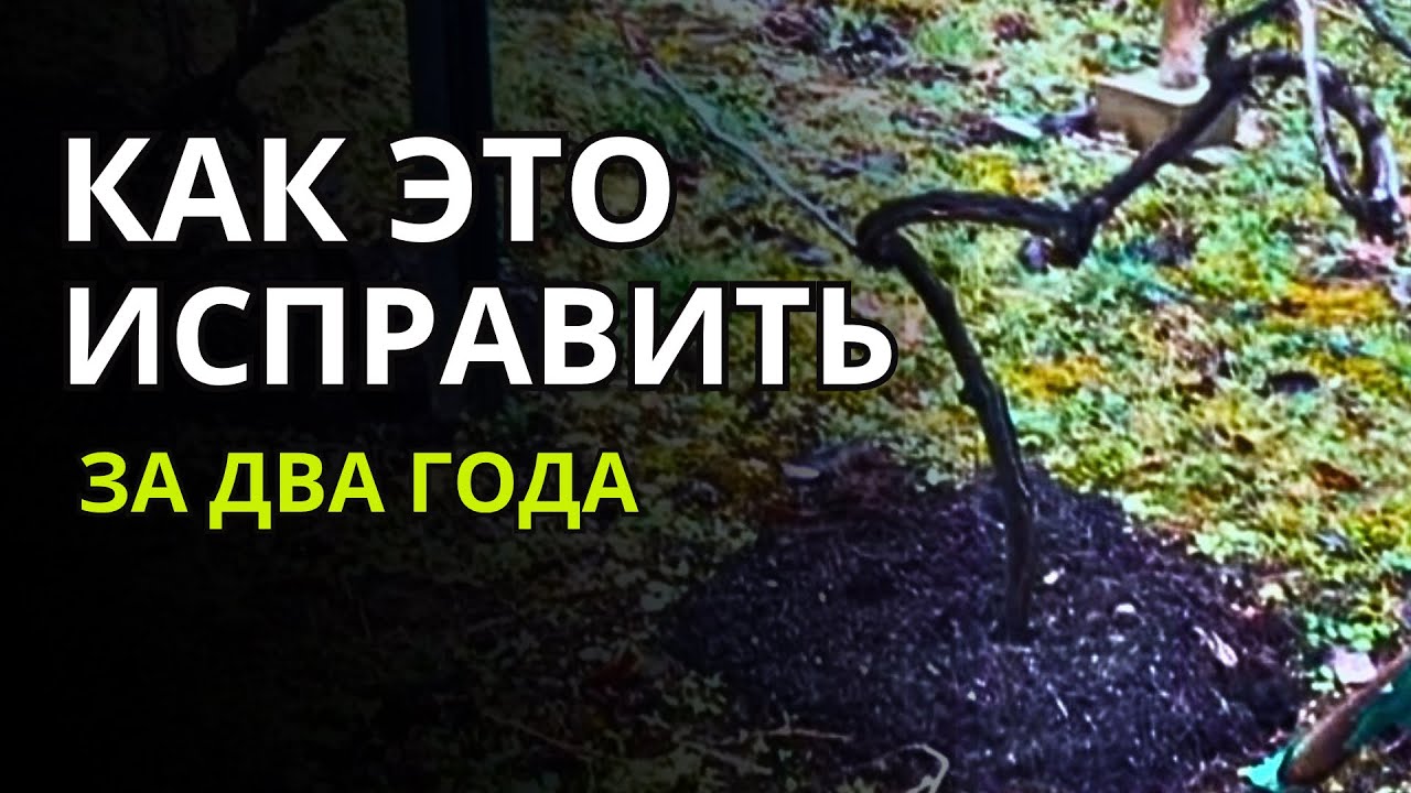 Дача в Германии. Исправить изуродованный неправильной обрезкой виноград за два года реально?