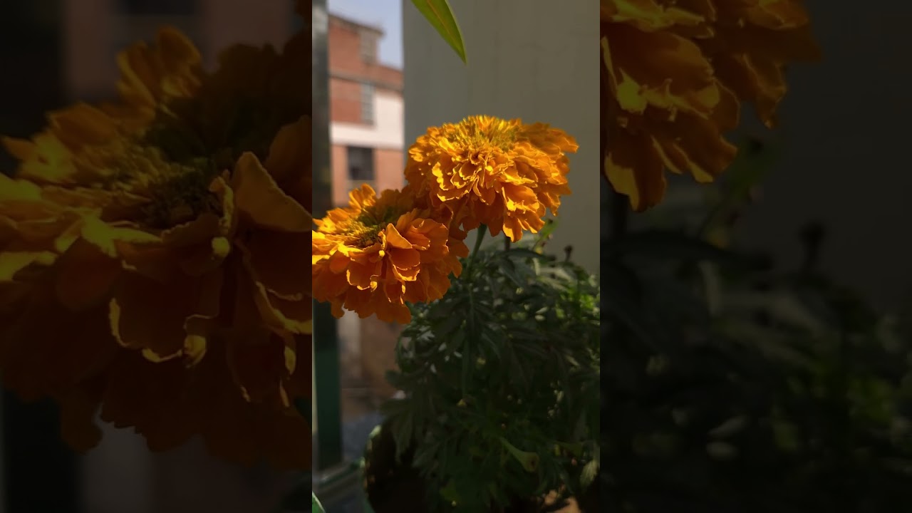 Live Beautifully ✨✨✨✨ #india #nature #home #peace #video #love #varanasi #kashi #banaras #flowers 