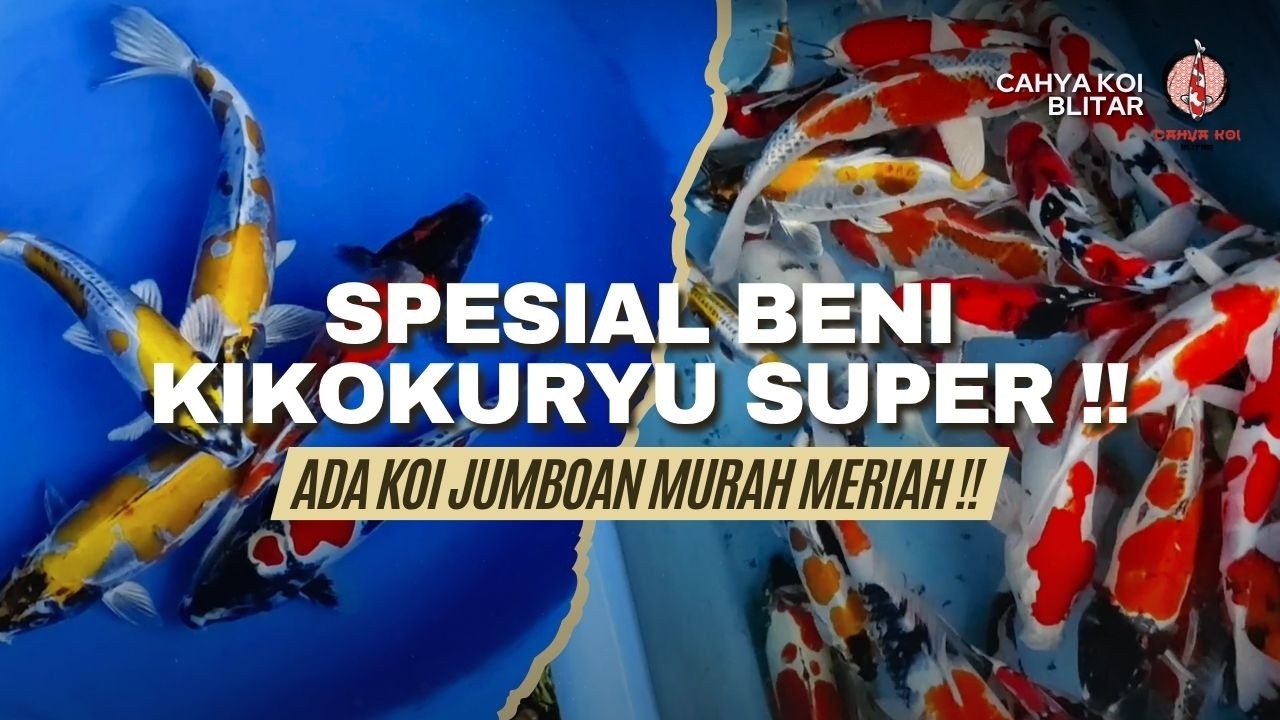 STOK SPESIAL BENI KIKOKURYU KUALITAS SUPERAN !! ADA KOI JUMBOAN MURAH MERIAH GERCEPIN AJA BOSKU !!