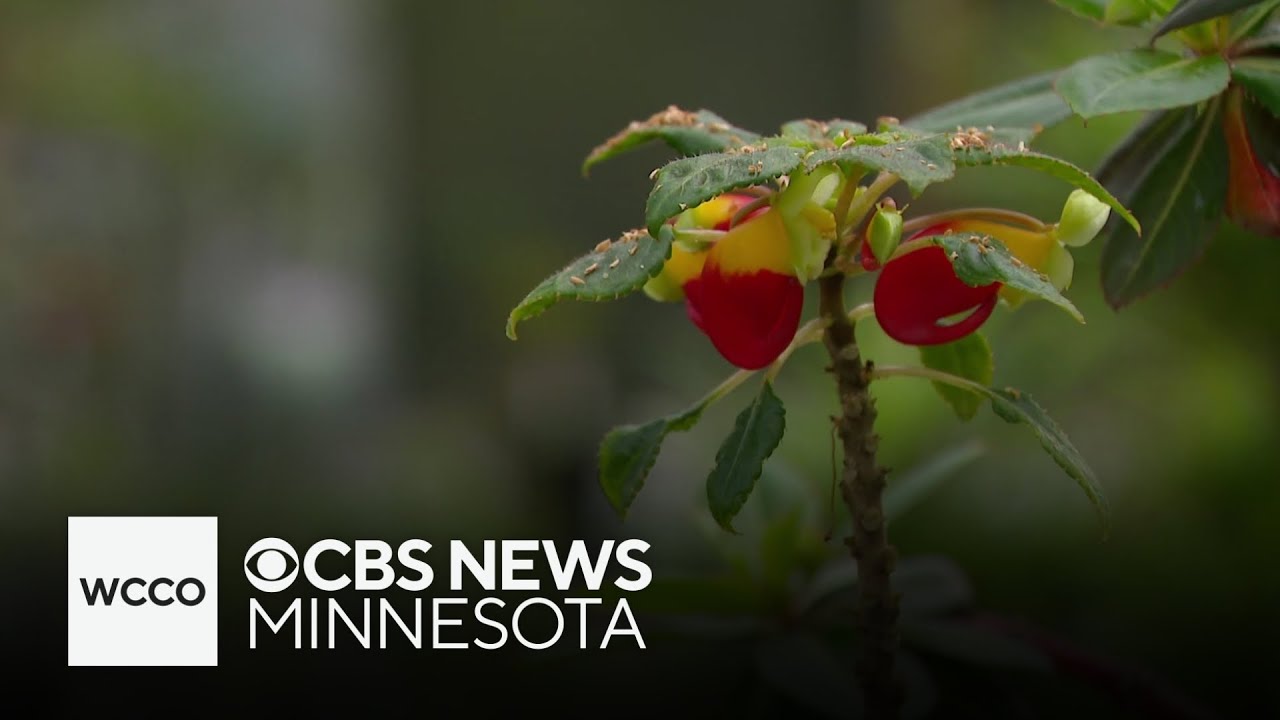 Purchasing invasive plants online may be way easier than you think