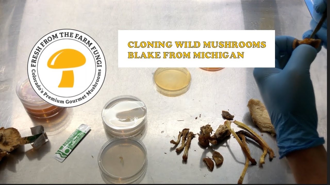 Cloning Wild Mushrooms: Blake from Michigan