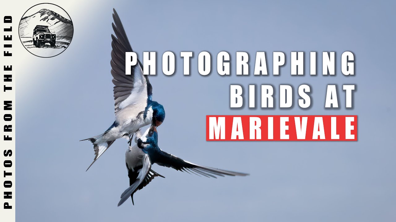 BIRD PHOTOGRAPHY VLOG - MARIEVALE MARSHES SOUTH AFRICA